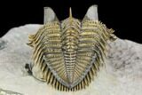 Tower Eyed Erbenochile Trilobite - Stunning! #125141-4